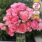 All Dressed Up™ Grandiflora Rose