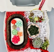 Succulent Gift Set — Highway 92 Succulents