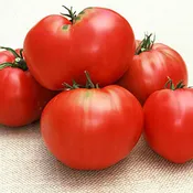 Anna Russian Tomato