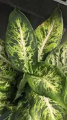 10" Dieffenbachia Subliem