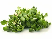 Arugula Seed for Sprouting and Microgreens (Eruca vesicaria)