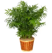 Palm Plant