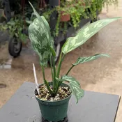 Aglaonema 'Maria'