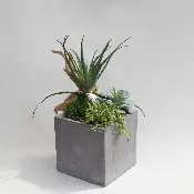 Succulent Garden