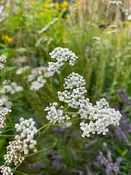 Achillea millefolium- Yarrow