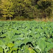 Bayou Kale