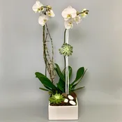 Contemporary Orchid