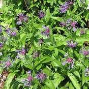 ‘Blue’ Perennial Cornflower