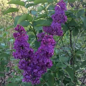 Syringa hyacinthiflora ‘Pocahontas’