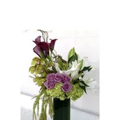 Dazzling Blooms