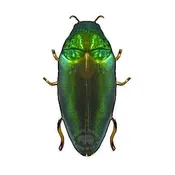 Emerald Beetle Brooch