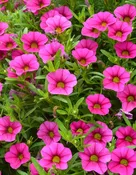 Calibrachoa-10" Baskets —  Wagenmaker Greenhouses