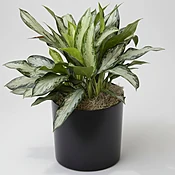 Aglaonema w/ Planter