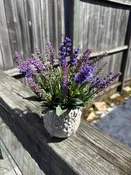 Custom Mixed Lavender in Vine Planter Arrangement