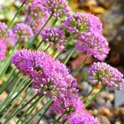 Allium-Glaucum 1C