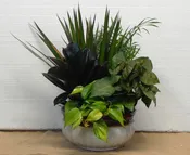 Dish Garden