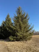 Norway Spruce