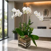Phalaenopsis Quatro Orchid Plant - White
