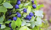 Blueberry Northland #3