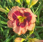 Daring Deception — Hillsdale Lily Garden