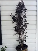 3 Gallon Black Diamond Crepe Myrtle