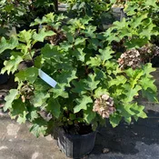 Hydrangea quercifolia 'Ruby Slippers' (Dwarf Oakleaf Hydrangea) Unity Grown