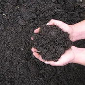 Mushroom Compost