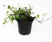 Asian Jasmine