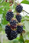 Blackberry 'Black Satin' Thornless Blackberry