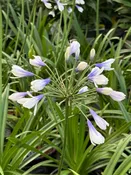 Agapanthus Twister 1G