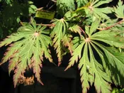 Acer japonicum 'Aconitifolium'