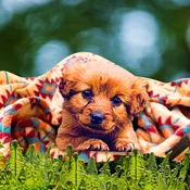 Tall Tails Southwest Dog Blanket
