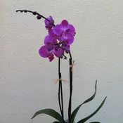 Lovely phalaenopsis orchid