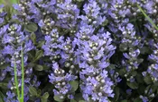 Chocolate Chip Ajuga