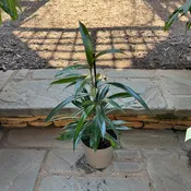 Amstel King Ficus