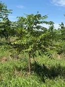 Eastern Black Walnut