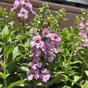 Angelonia Alonia Pink Flirt 6" Pot