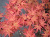 Acer palmatum 'Corallinum' Japanese Maple
