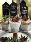 Guest Succulent Favors