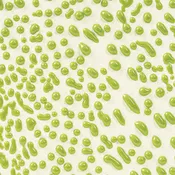 CR-41 Lime ^6