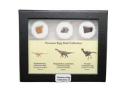 Dinosaur Egg Collection - Set of 3 Different Dinosaurs  #23