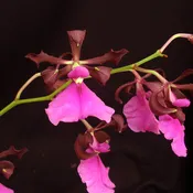 *FLASK* Encyclia cordigera x self
