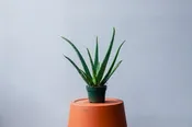 Aloe Vera - 4" | Natty Garden