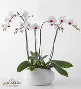 White Elegancia Orchids in Ceramic