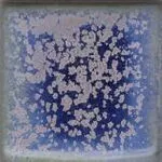 028 Blue Purple Pint