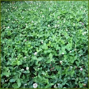 Destination Clover Blend (Coated &amp; Pre-Inoculated)