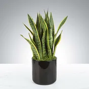 Snake Plant by BloomNation™