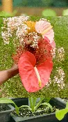 Fresh Anthurium Bouquet — Nourish Botanica