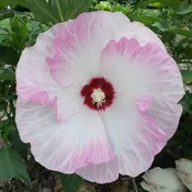 Summerific® 'Ballet Slippers' Rose Mallow (Hibiscus)