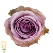 Lavender Tiara Roses